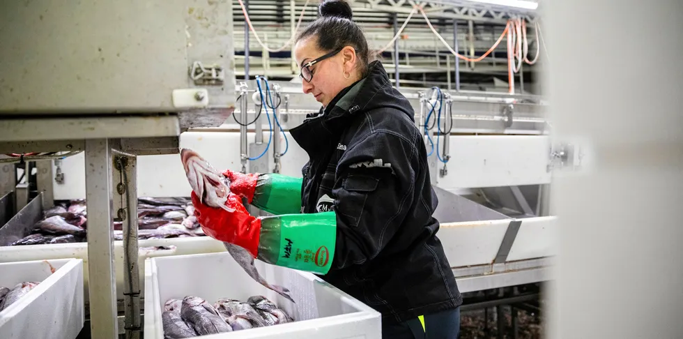 Elena Bejenacu pakker hyse ved Myre fiskemottak. Daglig leder Ted Robin Endresen tror ikke vi vil se de store konsekvensene av at hyse og torsk fisket innenfor 12-mila har mistet MSC-sertifisering.