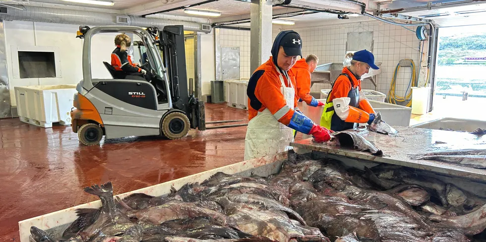 Blåkveitekvotene går ned. Fiskeridirektoratet mener lavere maksimalkvoter kan roe ned fisketakten.