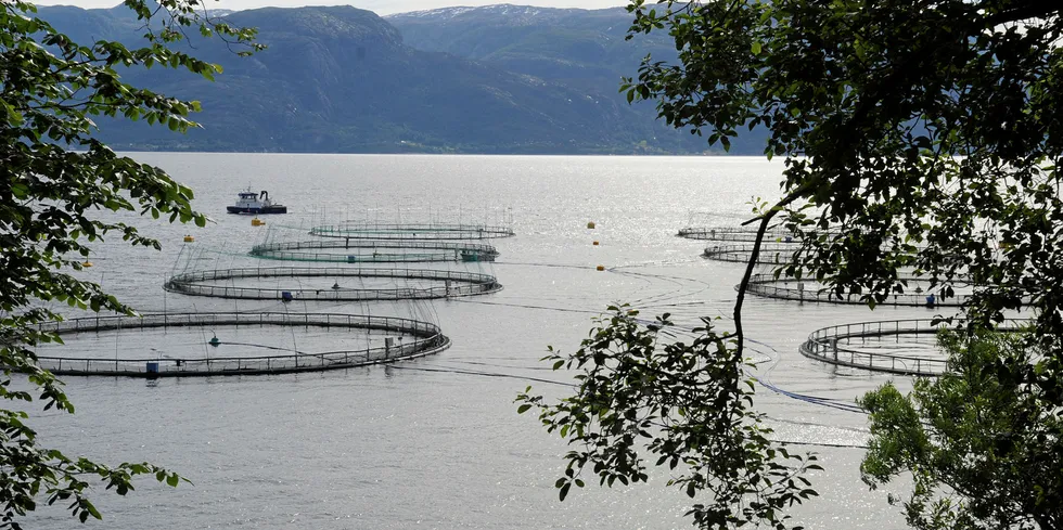 Laksemerder i Hardangerfjorden.