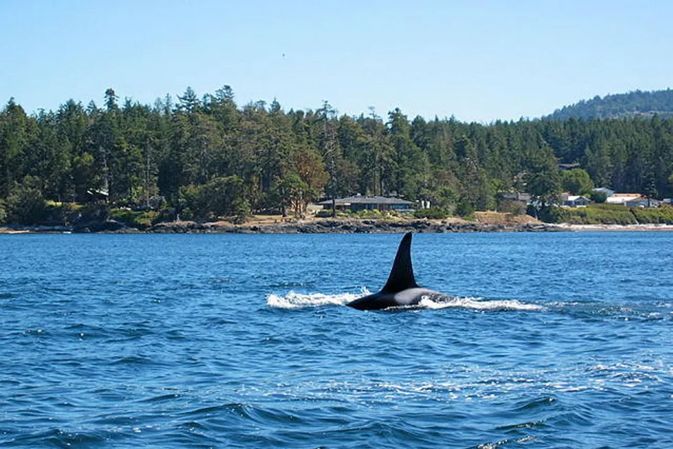 The lawsuit, aimed at protecting killer whales, also known as orcas, could threaten the entire Southeast Alaska troll salmon fishery.