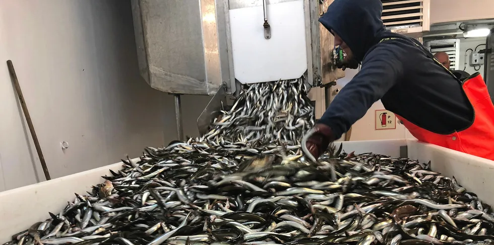 Flåten ligger to-tre uker bak fjoråret på tobisen, ifølge Norges Sildesalgslag.