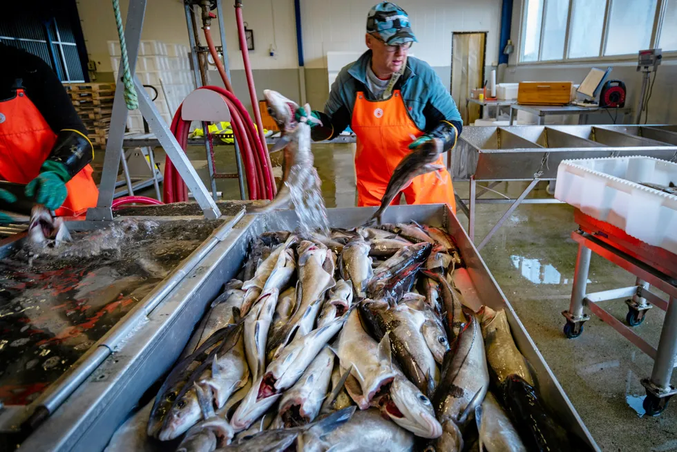 Fiskeridirektoratet stopper fisket på maksimalkvotene for båter over 11 meter. Her fra tidligere hyselanding ved Mausundvær fiskemottak.