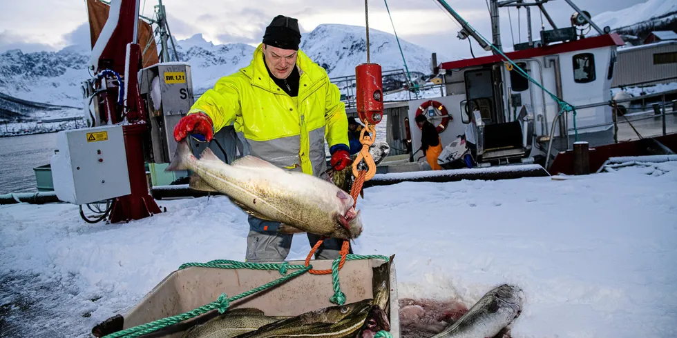 Fiskebåten Mevær er inne med skrei på fiskemottaket i Tromvik. Fisker Bjørn-Helge Robertsen losser på kaien. Vil sjarkfiskerne få større kvote med en ny regjering, er det store spørsmålet mange stiller seg nå.