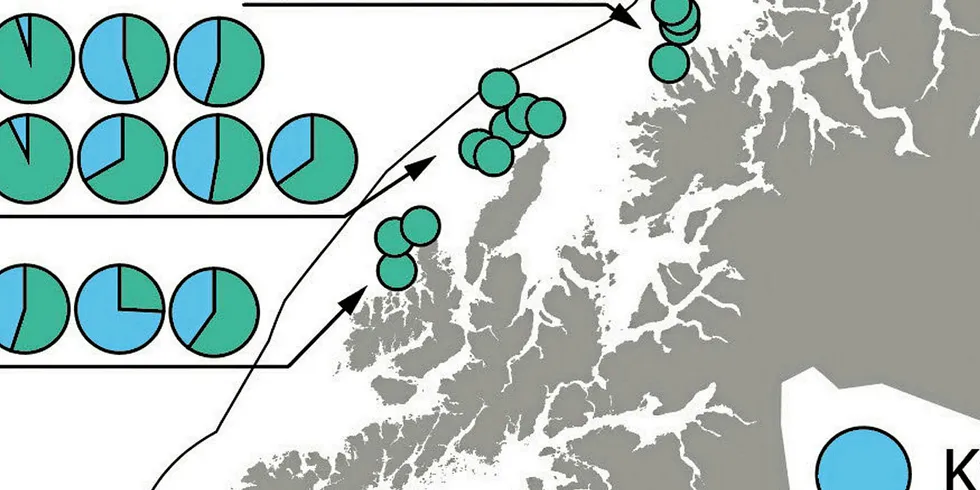 SKREIPROSENT: «Kakediagrammene» forteller hvordan skrei og kysttorsk fordelte seg i utvalgte fangster i perioden fra 22. januar til 2. februar.