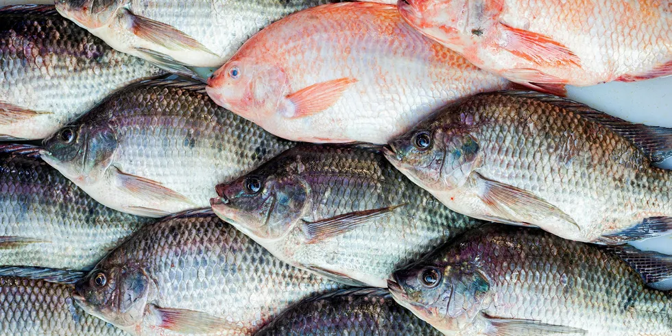 Fiskearten tilapia kommer i mange forskjellige varianter. Her ligger svart- og rød tilapia side om side.