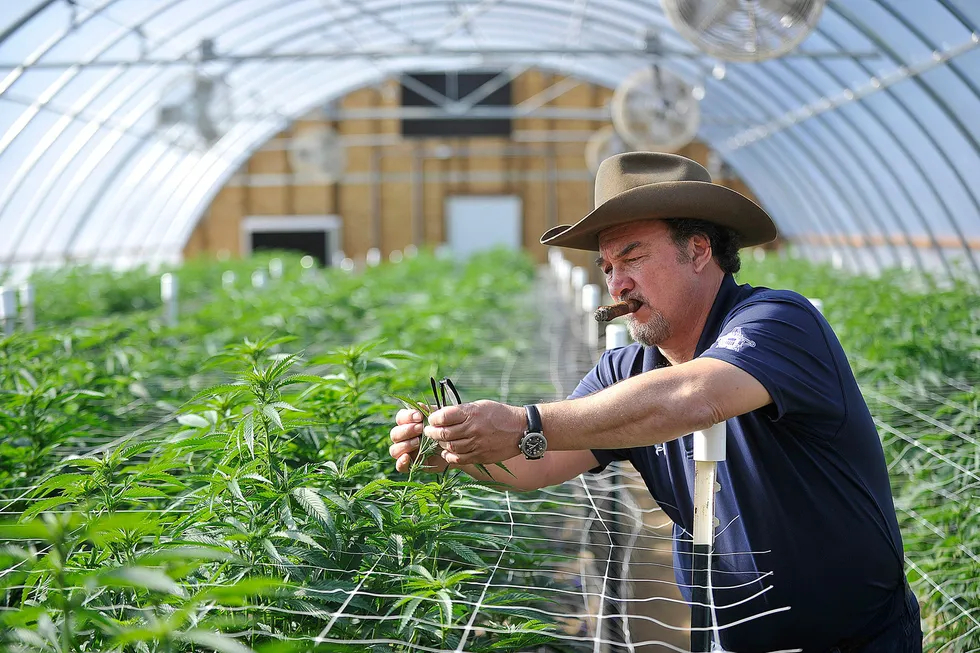 Skuespilleren Jim Belushi har sin egen helt lovlige marihuanafarm på vel to mål ved Eagle Point i Oregon, som var blant de første delstatene som legaliserte cannabis i 2014.