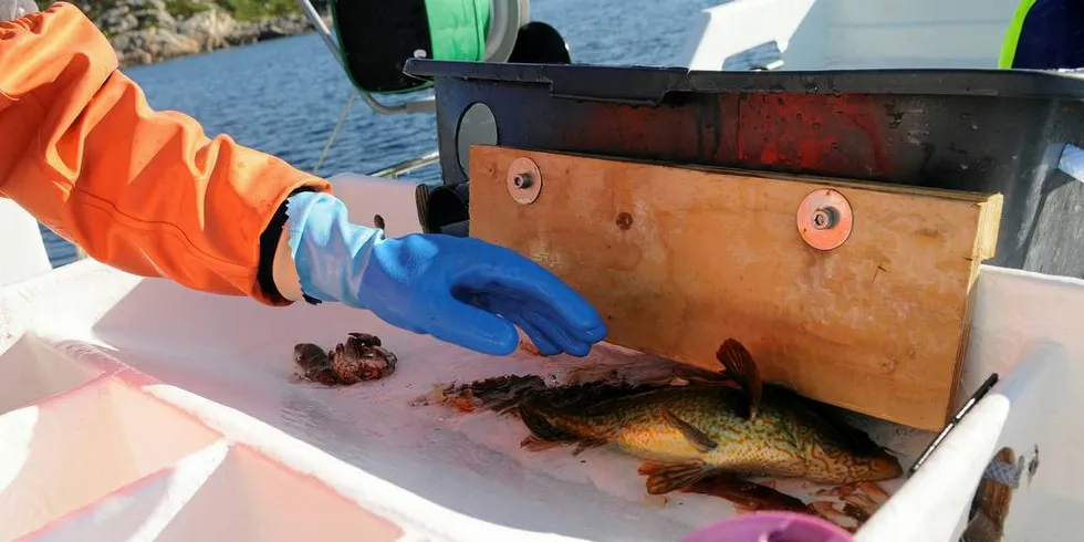 De aller fleste som har meldt overgang til blad B i år, skal fiske etter leppefisk. Foto: Kjersti Kvile