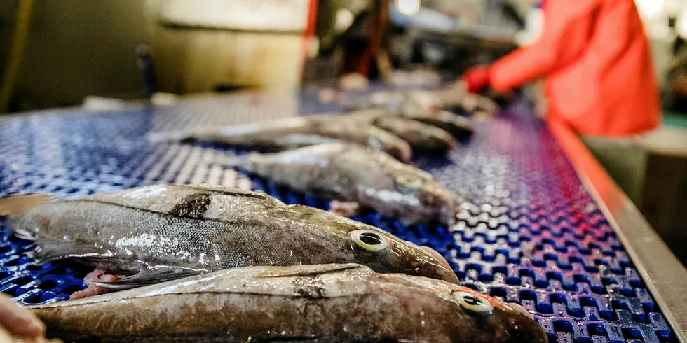 DØGNKVOTER: Store snurrevadlandinger av hyse og utfordringer med å få omsatt fisken, har fått Sjømat Norge og Norges Råfisklag til å iverksette døgnkvoter for landinger av fersk hyse. Det innføres fra og med lørdag.