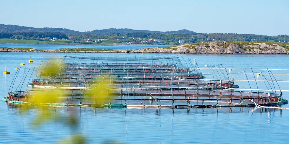 Lerøy Seafood Group, Grieg Seafood, Salmar og Mowi har inngått forlik med amerikanske laksekjøpere.