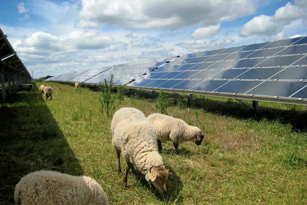Sheep and solar: Two increasingly popular concepts for eco-friendly factories.