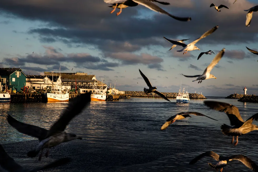 Matsikkerhetsrapport: Norge dårligst på fisk