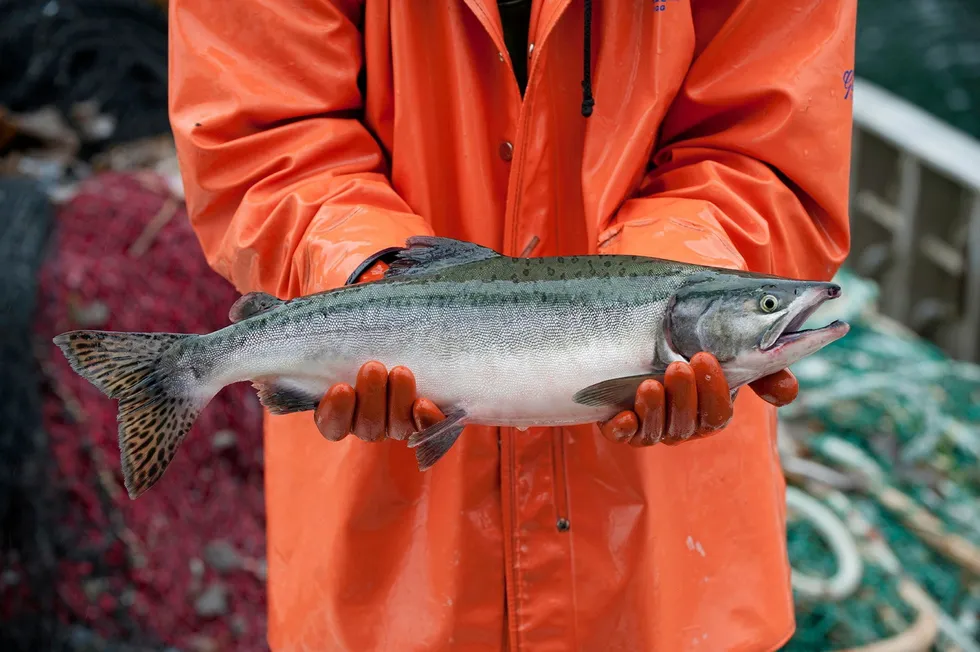 Processors have pointed to Russia as being the primary reason for the low pink salmon prices, but fishermen say the industry needs to do more to buoy the market.