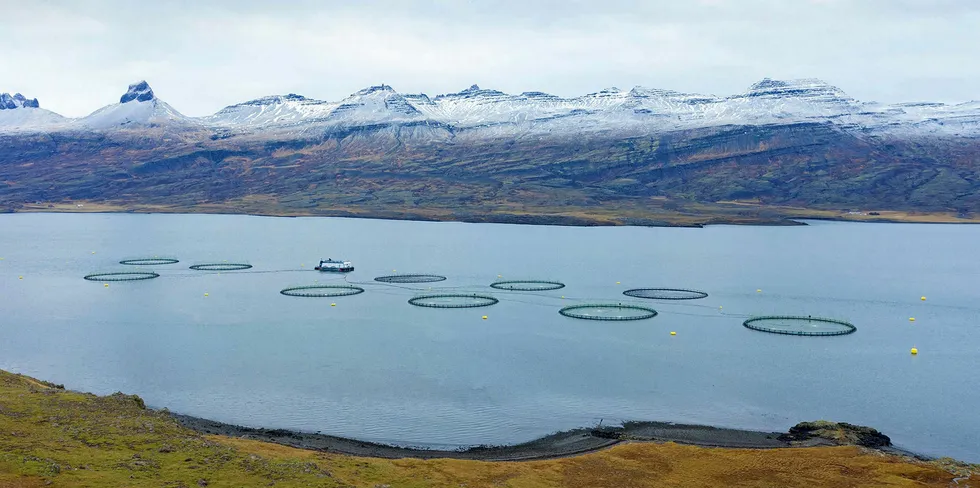 Ice Fish Farm er et av 4-5 selskaper som driver lakseoppdrett på Island.