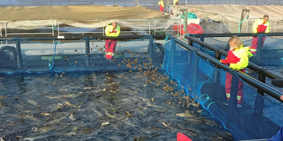 KRESEN TORSK: Den levendelagra torsken tar ikke i på hva som helst. BioMar har utviklet et vanntilsatt fôr av marine råvarer, med mye smak, som den kresne torsken faktisk aksepterer. Fôret lanseres nå som et alternativ til dagens bruk av sild og lodde.