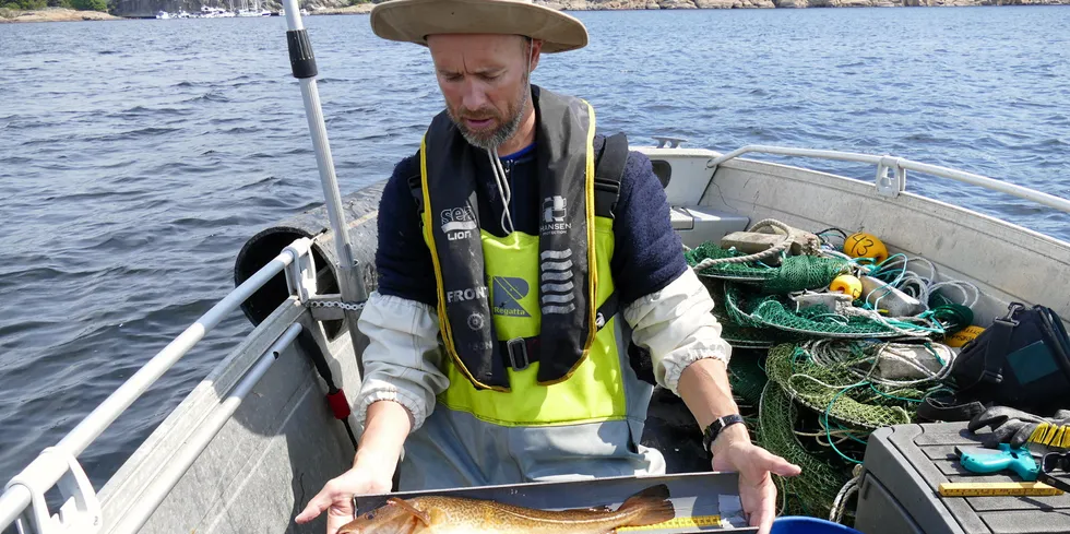 Bildet viser havforsker Even Moland som måler torsk i felt under prosjektet «krafttak for kysttorsken»