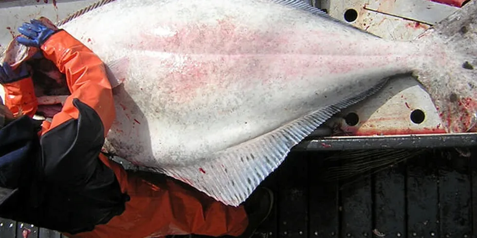 Pacific halibut biomass has been a concern for the fishery.