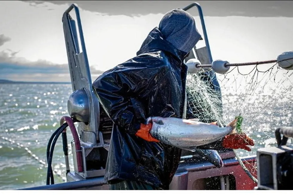 Bristol Bay fisheries scientists are honing in on specifics with their predictions for sockeye this year.