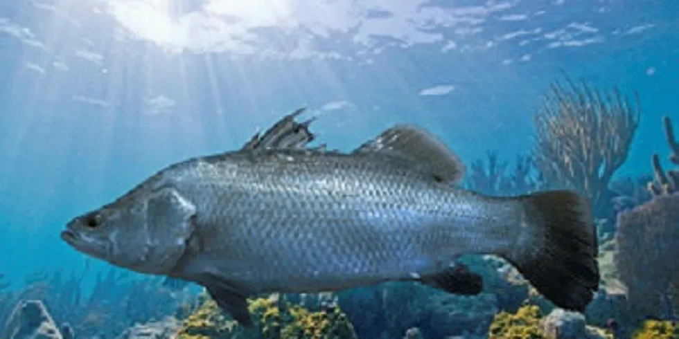 The barramundi will be farmed in a land-based recirculation system.