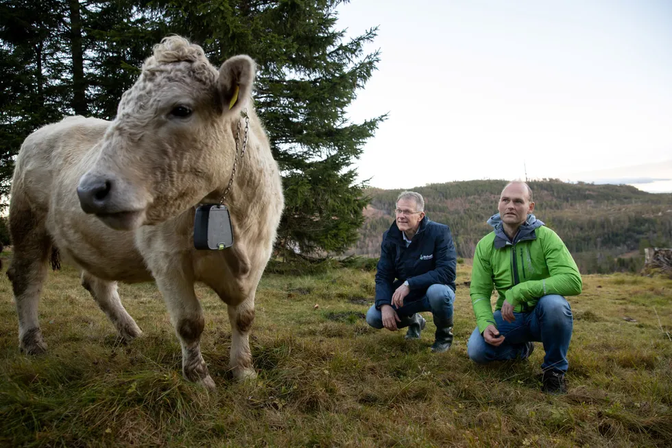 Den gamle kubjellen er erstattet med en databrikke kalt klave som gir bonden nøyaktige posisjonsdata. Her er tek-gründer Oscar Hovde (til høyre) og daglig leder i Nofences Knut Bentzen i utmarken i Malvik.