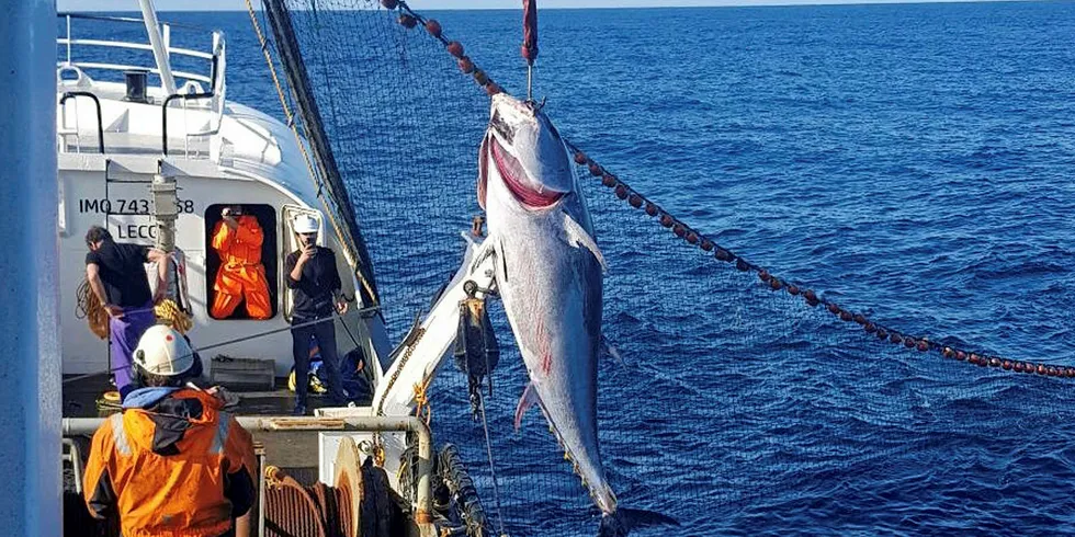 KVOTENE ER KLARE: Kvotefordelingen på makrellstørje for de åtte fartøyene som skal delta i dette fiskeriet i år, er nå klart. Her heiser «Salvøy» om bord en av de første størjene under fjorårets sesong.