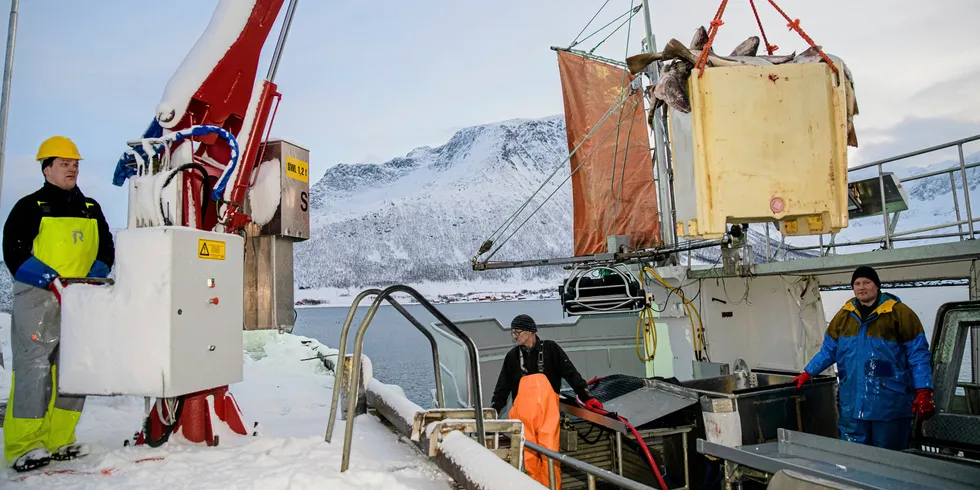 Hver sysselsatt i fiskerinæringen bidrar til en verdiskaping på 1,7 millioner kroner, noe som er 63 prosent høyere enn gjennomsnittet av næringslivet i Fastlands-Norge. Her er fiskebåten «Mevær»» inne med skrei på fiskemottaket i Tromvik. Fisker Bjørn-Helge Robertsen (fra venstre), skipper Robert Berg og Espen Berg losser fisk.