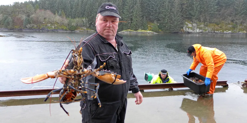 Snart starter hummersesongen for Leif Bognøy i Nordhordland Fisk.