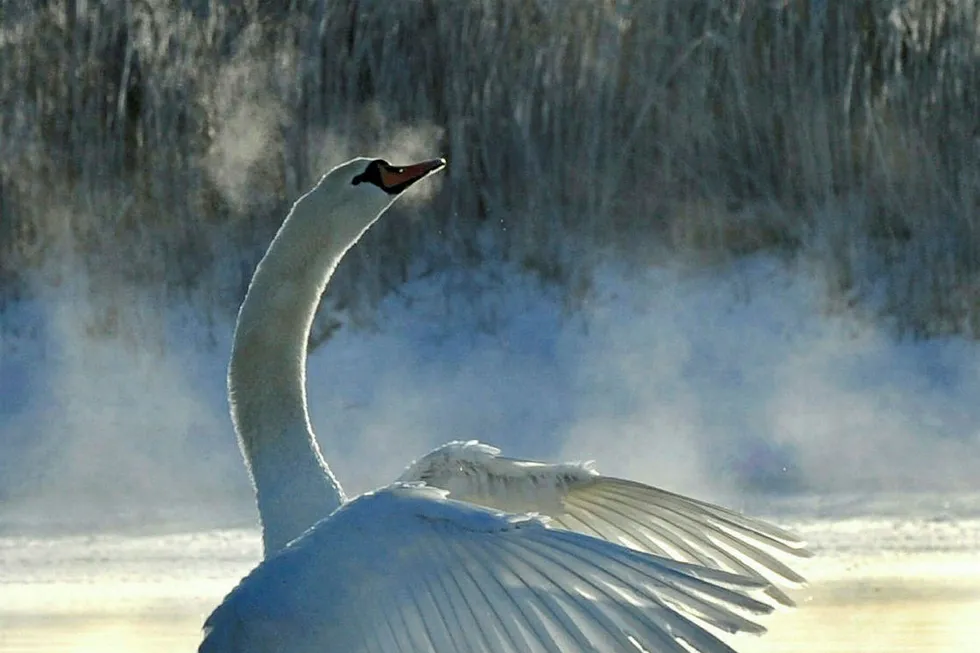 Swan song: Pengrowth exits Swan Hills