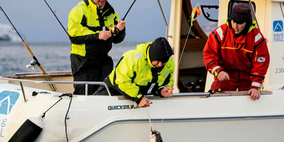 KVEITEFANGST: Her kleppes ei kveite og dras ombord i turistfiskebåten.