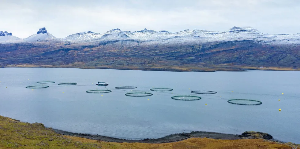 Ice Fish Farm holder til på Island.