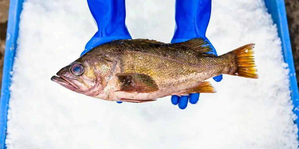 Pacific rockfish, on ice here at a Bornstein Seafoods facility, is one of the 'new' items the US Department of Agriculture (USDA) has added to its purchases.