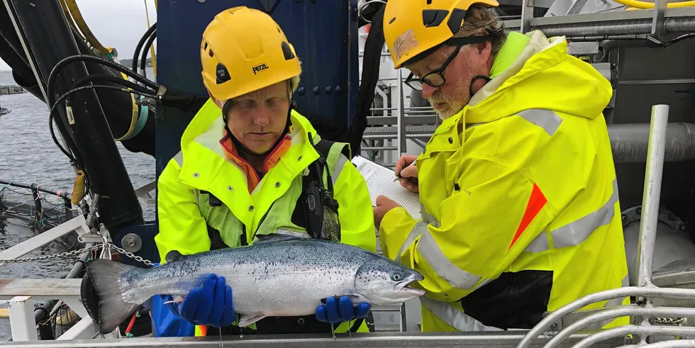 Her setter man score på velferd på laks under termisk avlusing i brønnbåt.