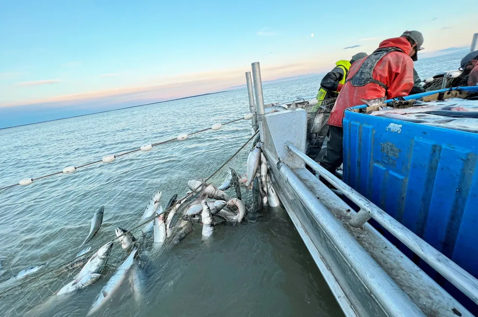 This year's Bristol Bay salmon run could exceed preseason forecasts but there is concern over the size of the fish being caught.