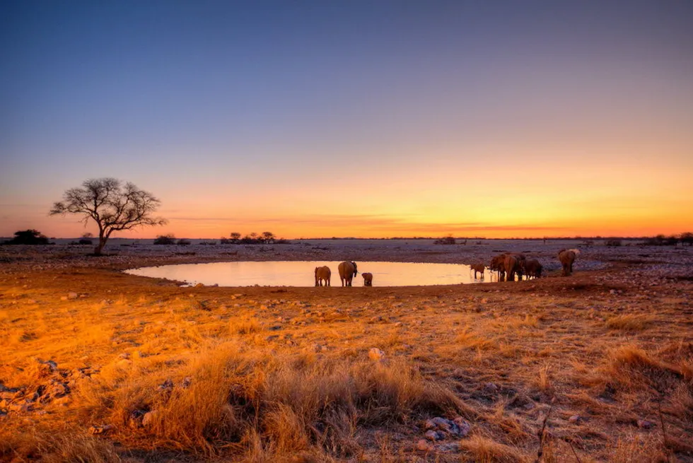 Migration route: Elephants at a waterhole in Namibia's Etosha National Park.