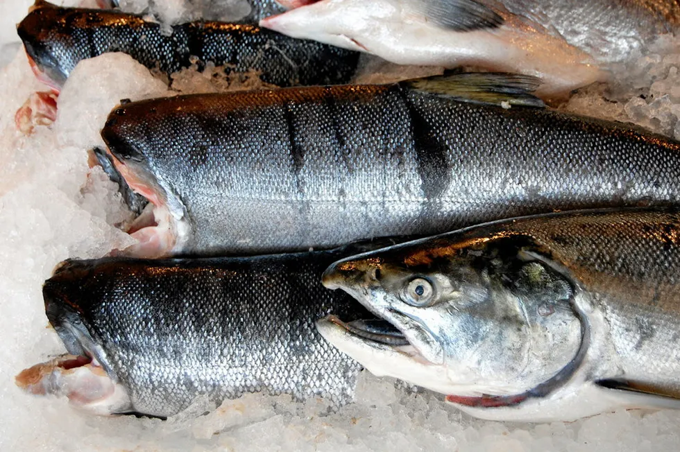 Russian salmon processors are preparing for a major run.