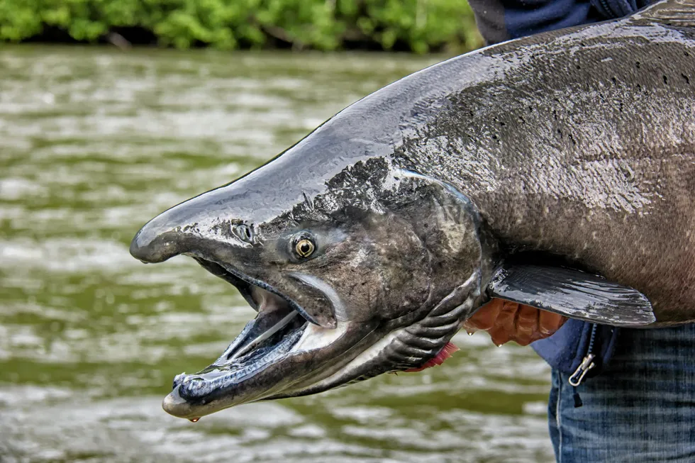 An NGO is working to halt king salmon fishing in Alaska.