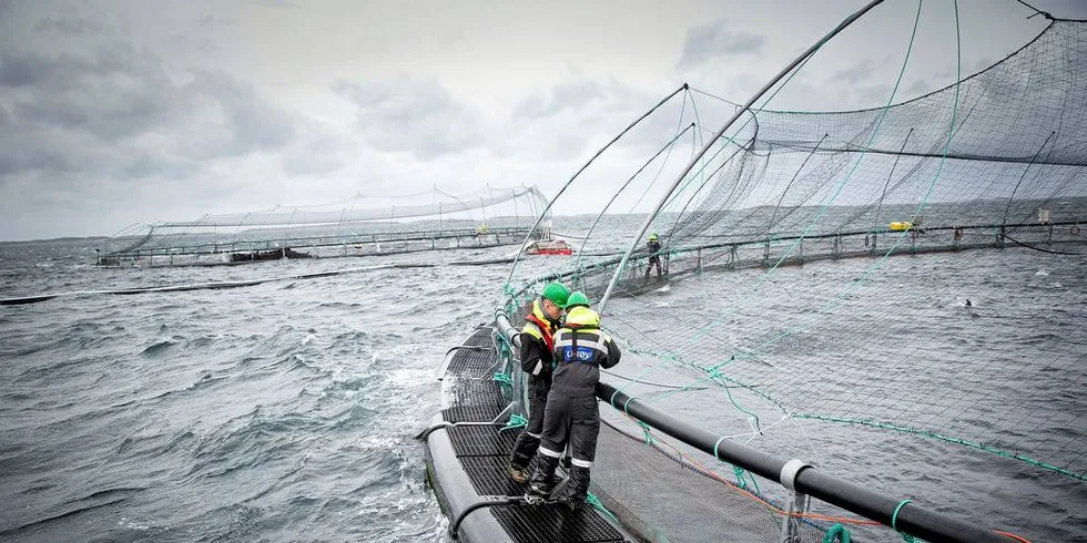 Sintef og NTNU gjennomført spørreundersøkelser blant ansatte i oppdrettsnæringen.Illustrasjonsfoto: Ole Morten Melgård/DN