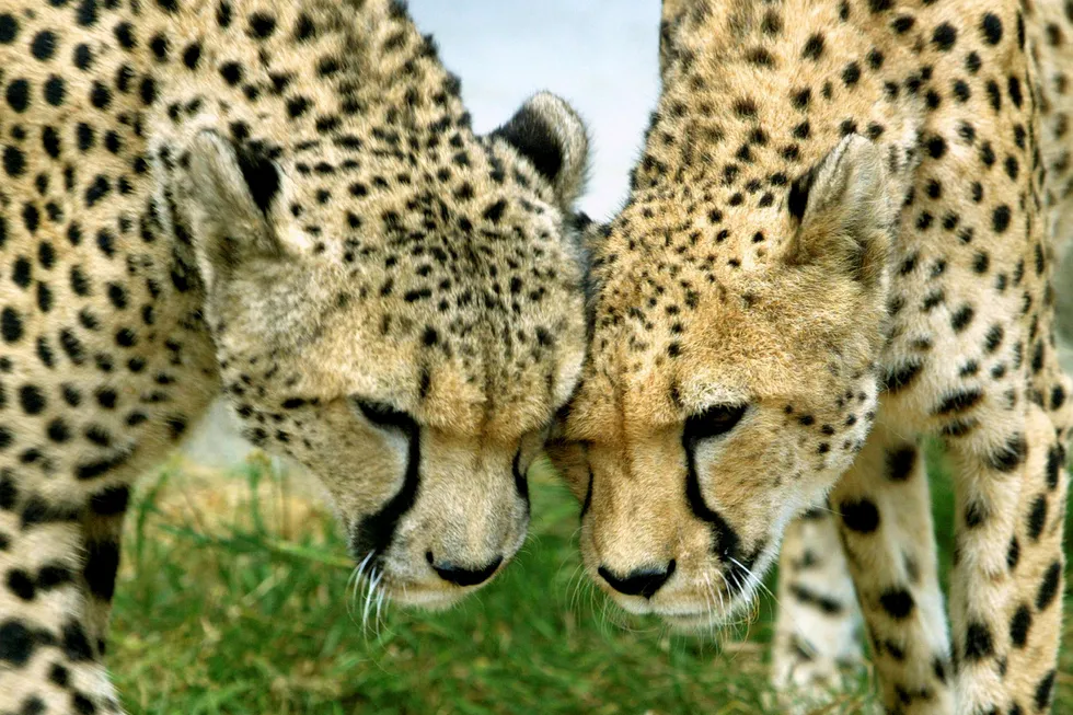 Verdens raskeste landyr Geparden kan være så godt som utryddet fra jordens overflate innen få år. Foto: Fatih Saribas/Reuters/NTB scanpix