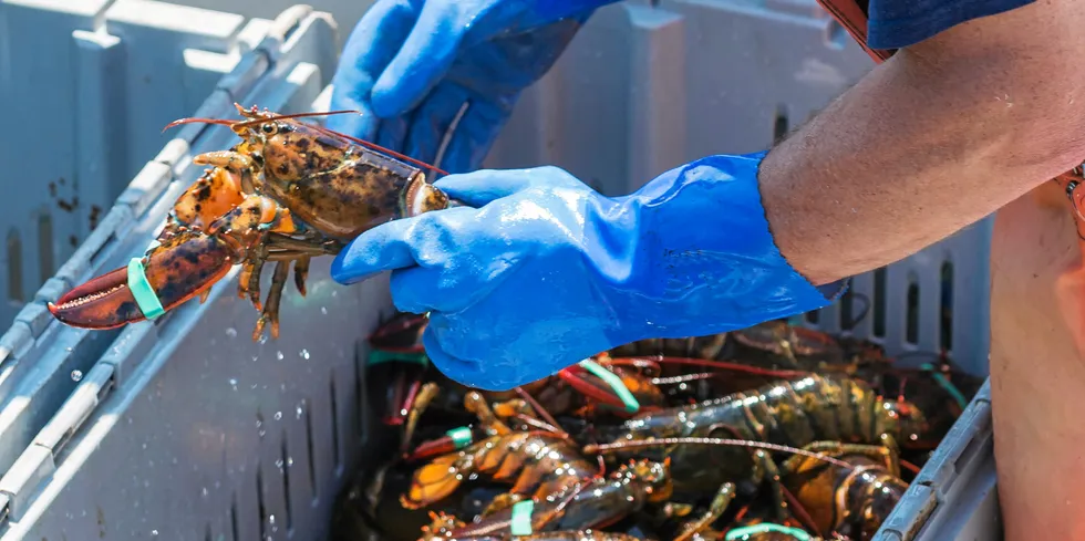 A fisherman wearing blue gloves is holding a live lobster while sorting lobsters by size in Maine.