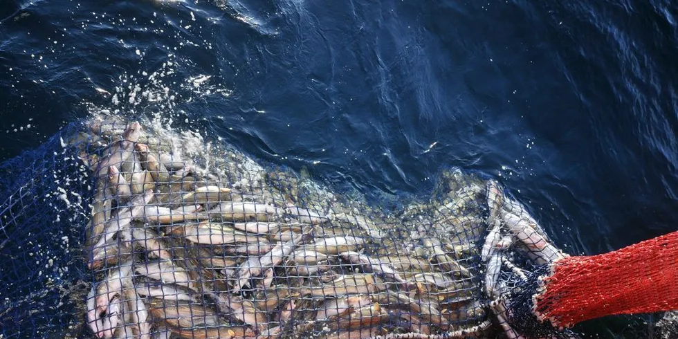 Med godkjenning av mindre kvadratmaskepose til de minste snurrevadbåtene på plass, er det håp om tryggere fiske i tiden som kommer. Illustrasjonsfoto: Mia Kanstad Kulseng