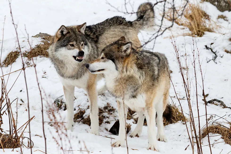 Det er svært sjelden at forvaltningsvedtak som gjelder miljøspørsmål bringes inn for rettslig kontroll i Norge, som ved klimasøksmålet og ulvefellingssaken. Her er to hannulver på Langedrag. Foto: Heiko Junge/NTB Scanpix