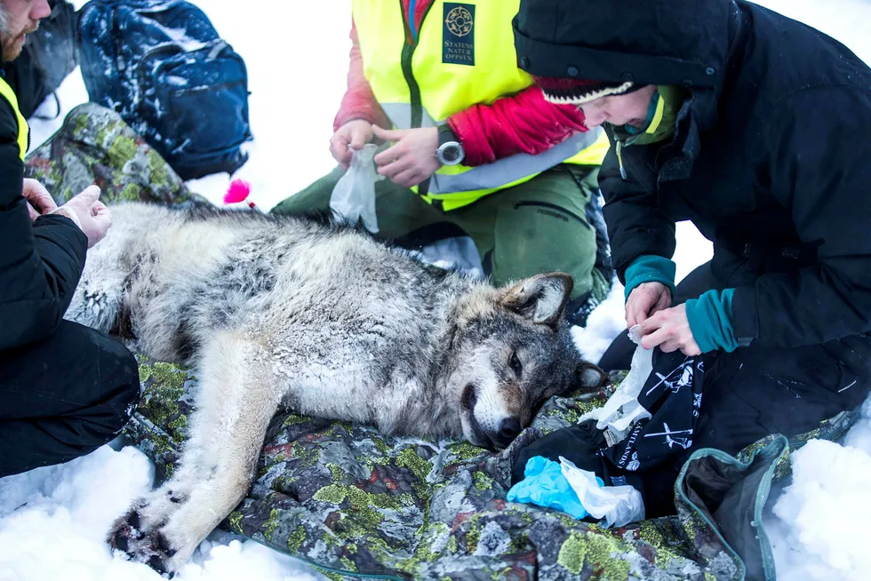 Selv om det vanskelig lar seg dokumentere at ulven er en trussel mot mennesker, er nok frykten berettiget mange steder i Hedmark, skriver artikkelforfatteren. Her fra merking av ulv i Slettås-området i Trysil. Foto: Frode Hansen/VG/NTB Scanpix