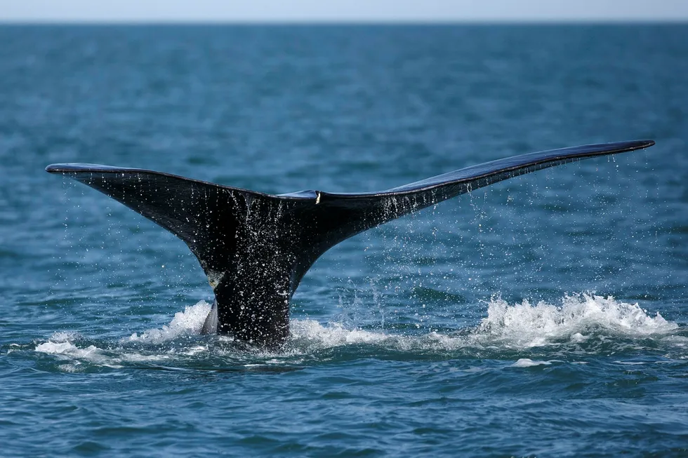 En hval bryter overflaten ved Cape Cod i Plymouth Massachusetts. Sjøpattedyr som hvalen er blant dyreartene som er utrydningstruet.