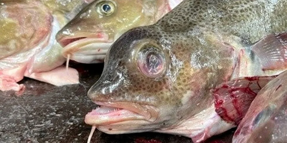 Oppdrettstorsk? Mange fiskere er blitt bekymret etter de fikk torsk som på dette bildet i garna i Meløy.