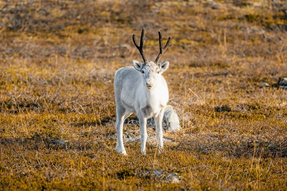 Minst to reinbeitedistrikter anker nå NVEs godkjenning av detaljplanen for lijen fra Skaidi til Hyggevatn nær Hammerfest. Bildet er fra Skaidi.