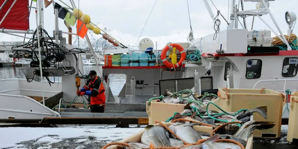 Garnbåten «Sofie» av Svolvær leverer hos Berg Seafood. I bakgrunnen fisker Bjørn Karlsen. Foto: Kjersti KvileFoto: KJERSTI KVILE