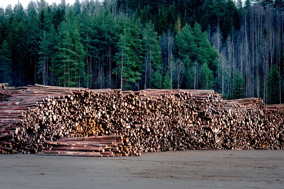 Norsk skog har alltid vært hugget hardt, og bare 2, 6 prosent av skogen er over 160 år, skriver innleggsforfatter.