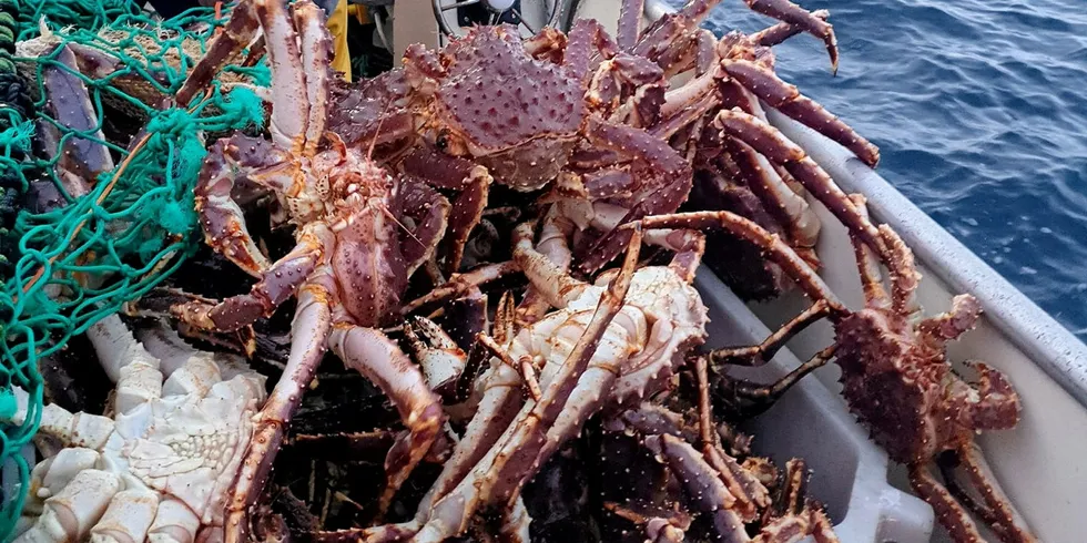 Kongekrabbeprisene har aldri vært høyere enn i år. Det betales 500 kroner kiloet for store krabber som dette fisket utenfor Vardø i år.