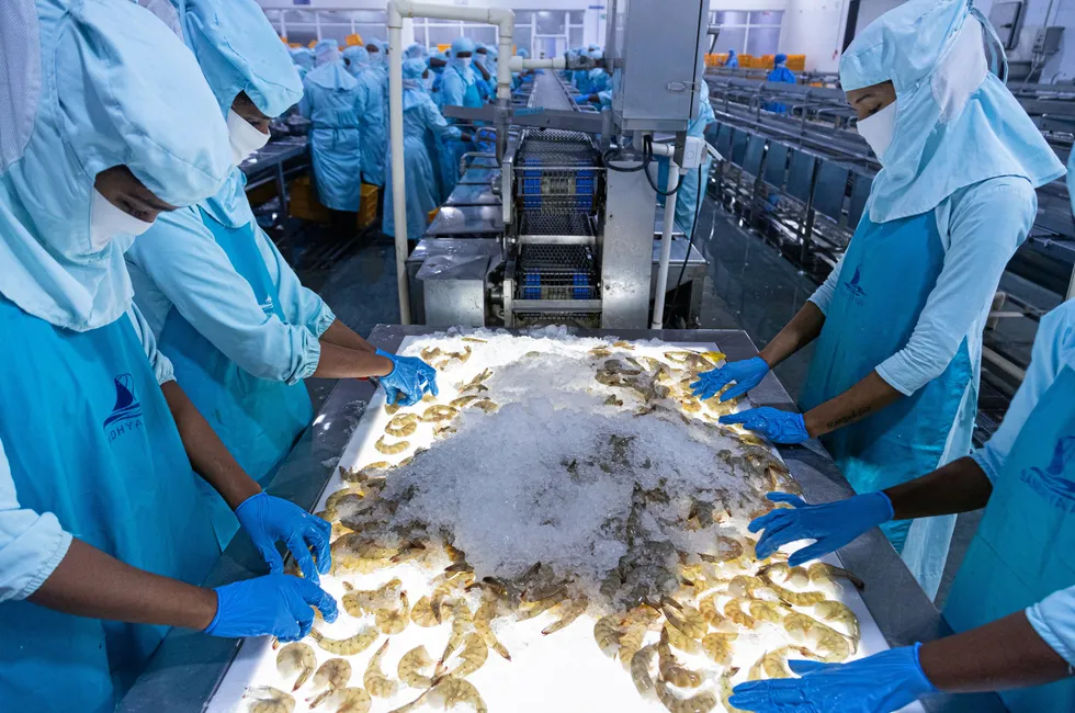 Frozen shrimp, which earned INR 431.4 billion (€4.8 billion/$5.5 billion) in the 2022/2023 financial year, retained its position as India's most significant seafood export, accounting for a share of 41 percent in quantity and 67.7 percent of earnings, according to figures from India's Marine Products Export Development Authority.