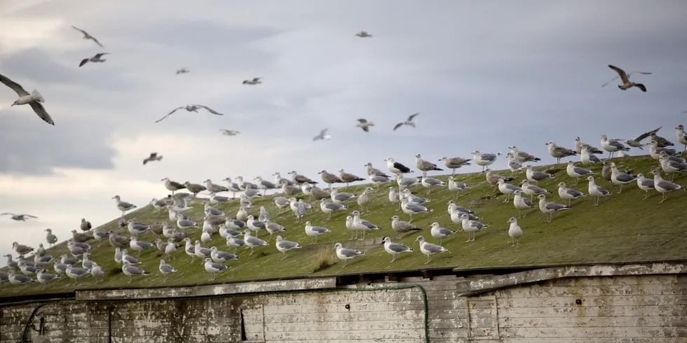 Mange måker på taket på kaia i Vardø. Likevel står det dårlig til med sjøfuglbestanden langs kysten. Ill.foto: Øyvind Elvsborg.