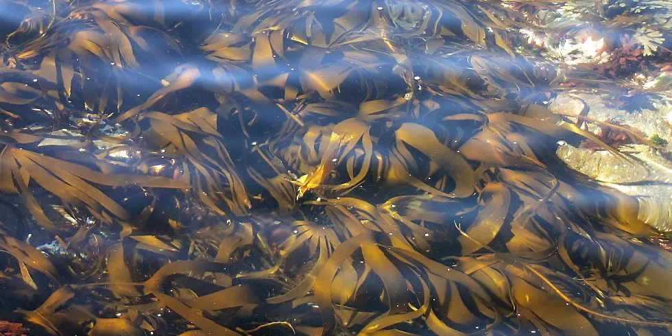 Miljøverdepartementet og Havforskningsinstituttet håper brent kalk skal redde tareskogen og følgelig også gi bedre oppvekstvilkår for kysttorsken. Illustrasjonfoto: Jon Eirik Olsen